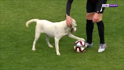 狗子冲进球场,狗子闯进足球比赛