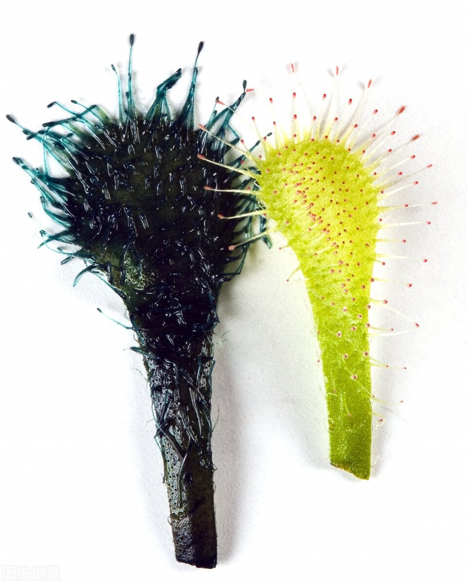 重组蛋白试剂,生物试剂的市场前景