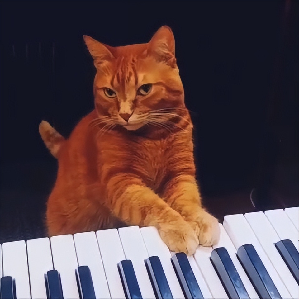 猫咪和人类相处得很好的原因,当猫和人类一起生活久了