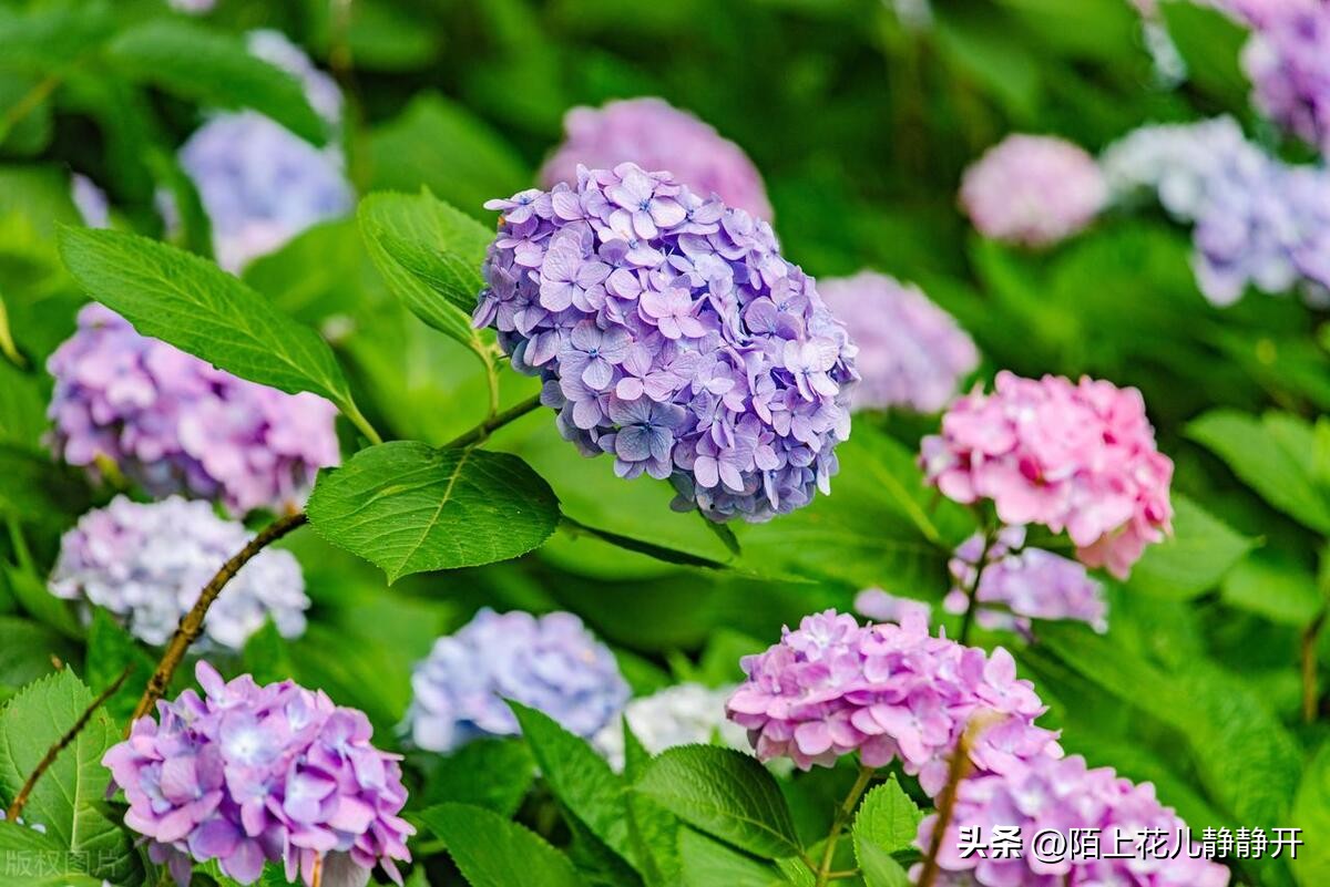 你喜欢夏天的哪些花,夏天盛开的花是什么花