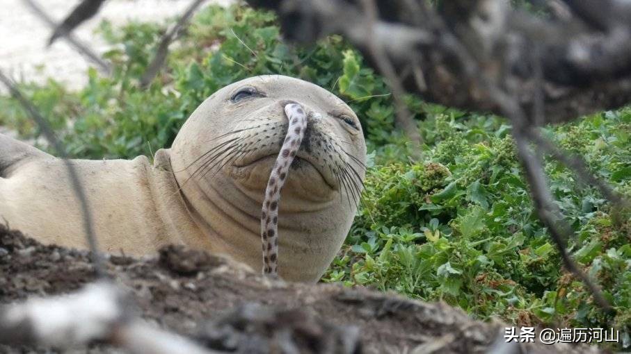 海豹为什么把鳗鱼插进鼻子里,海豹鼻子里的鳗鱼被抽出