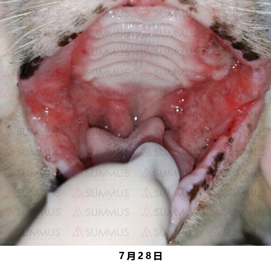 猫咪得了口炎谁有好办法治疗,猫咪得了口炎需要打什么针