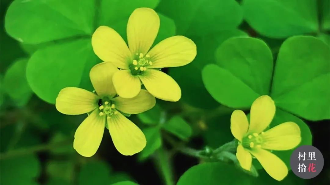 红花酢浆草简介,红花酢浆草喜欢酸性还是碱性土壤