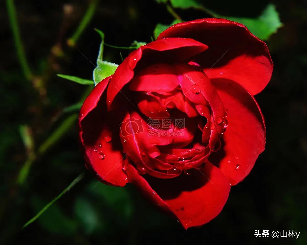 十大绝美花朵,绝美花朵视频
