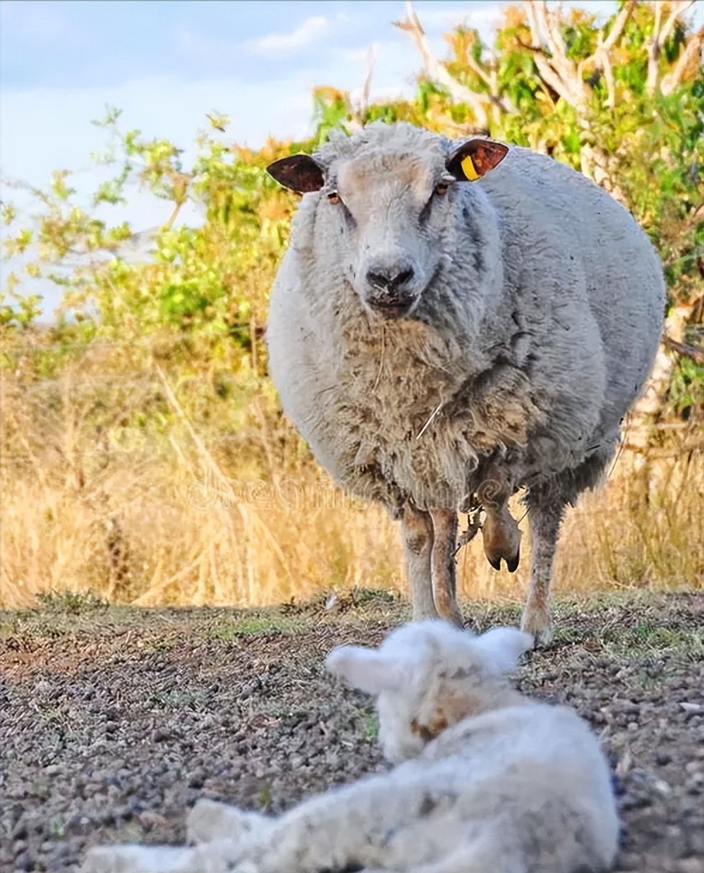索科罗岛美利奴羊羔的形态描述和体重预测
