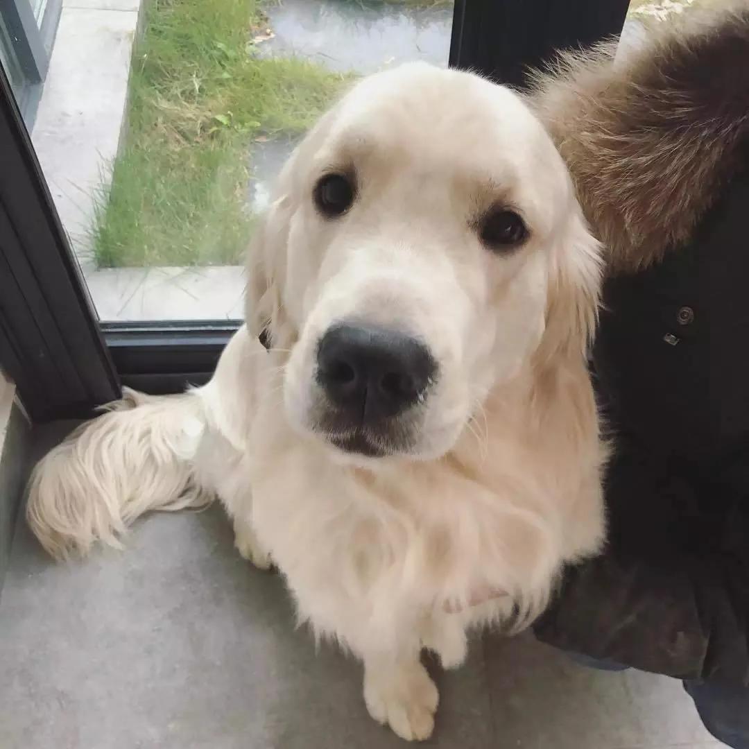 大金毛真的是太暖心了,大金毛到底有多可爱
