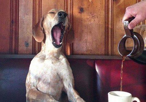 男童被狗咬掉颈,两岁儿童被狗狗咬了怎么办