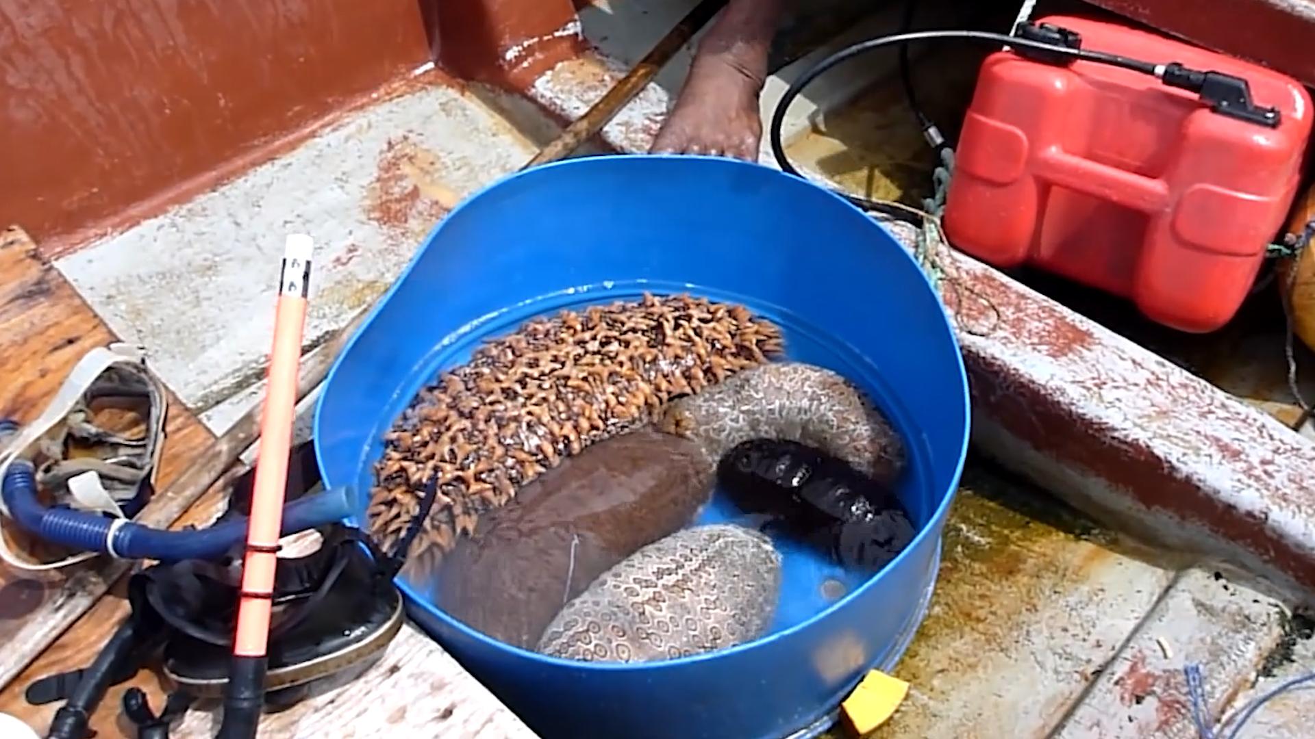 隐鱼和海参是什么关系,隐鱼和海参真实影像