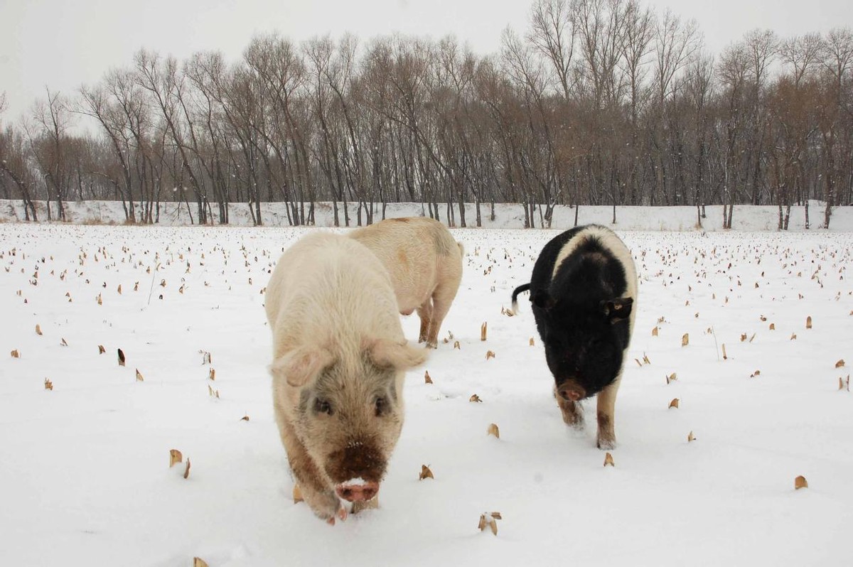 猪舍防暑降温的最佳方法,冬季养猪场怎么通风与保暖
