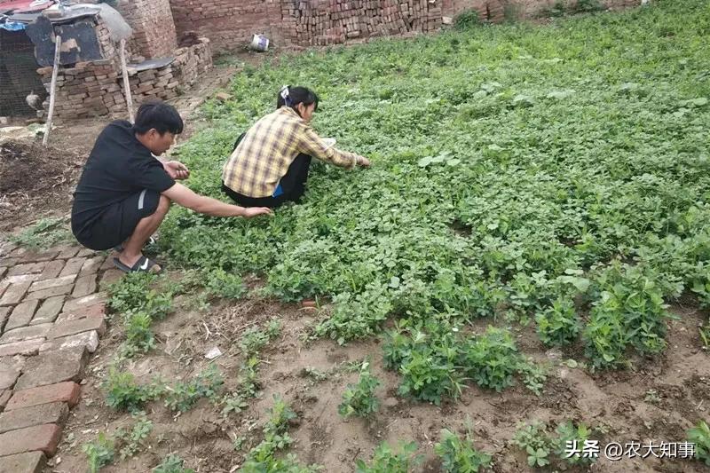 土地承包200亩农民该得到多少,土地转包给别人小麦补贴款给谁