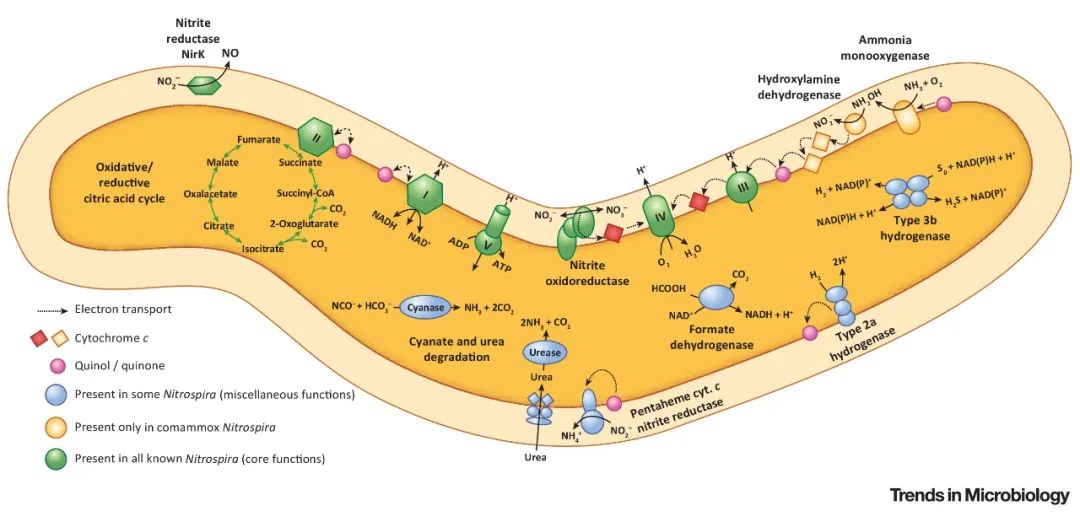 肠道菌群由哪些细菌组成,深度分析肠道细菌
