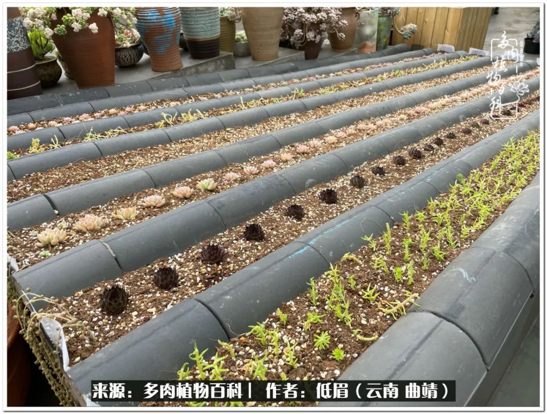 养了七年多肉,养了八年的肉肉终于开花了