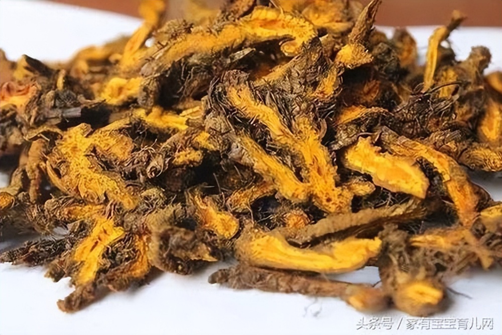 每日一药中草药,每天认识一味中药黄连