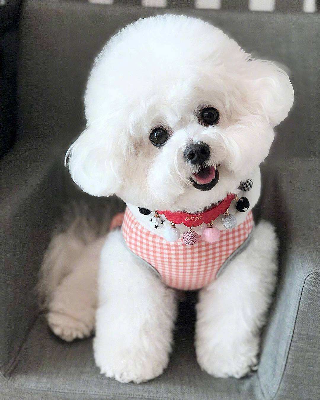 十二星座最像什么狗狗,12星座命中注定的狗狗