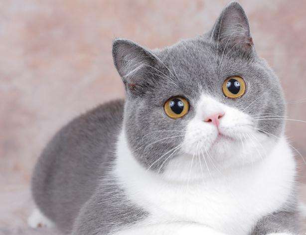 纯种蓝猫和英短蓝白的有什么区别,英短乳白怎么判断是纯种还是串串