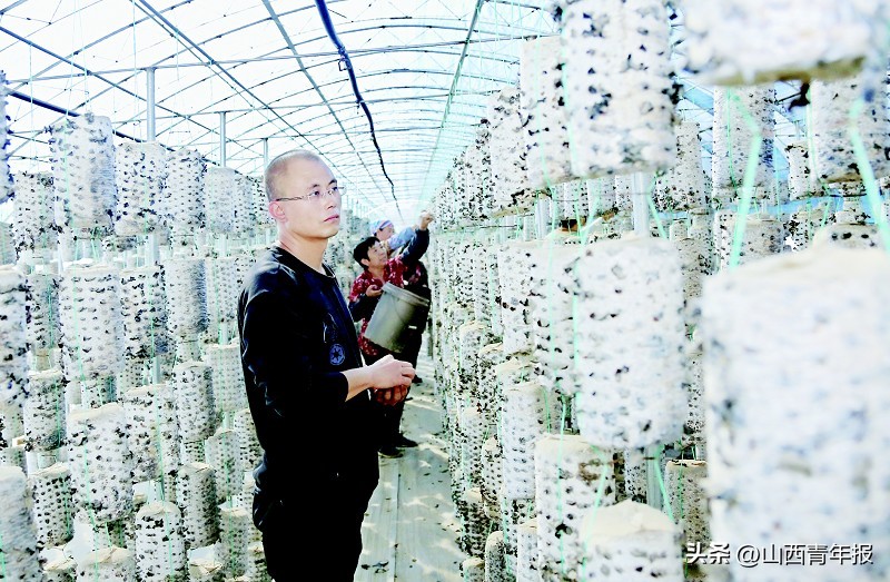 大同森海食用菌种植专业合作社,马亮农业合作社