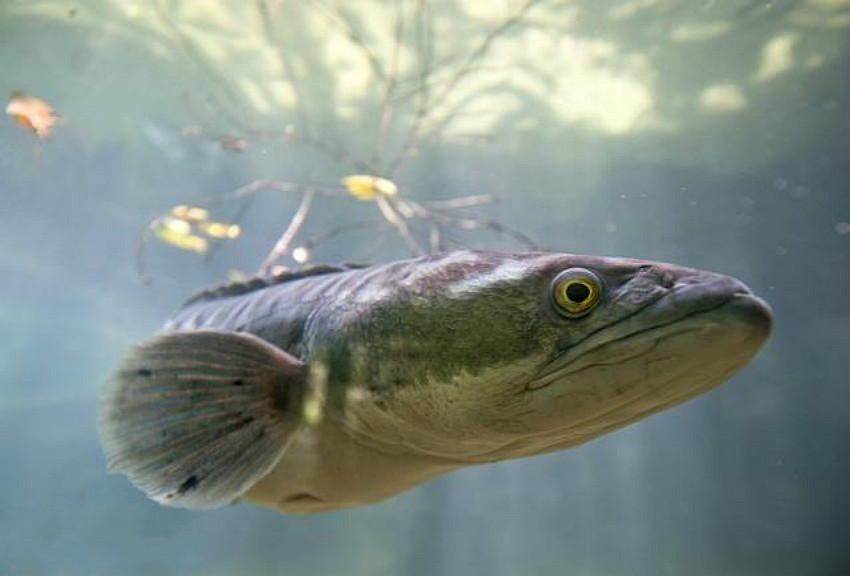 黑鱼除了钓黑鱼还能钓什么鱼,野钓黑鱼黑鱼是怎么繁殖出来的