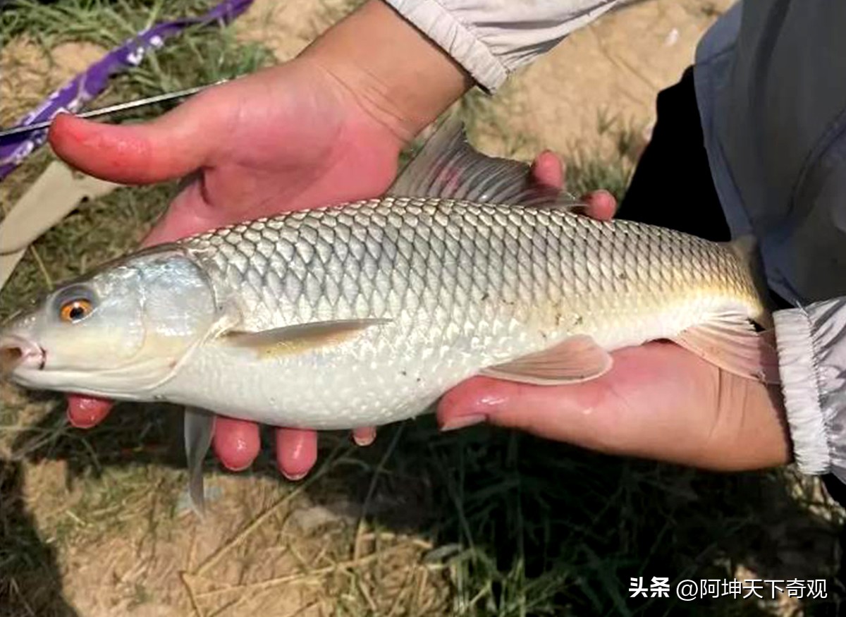 致全市垂钓爱好者,野钓小众的钓鱼地点