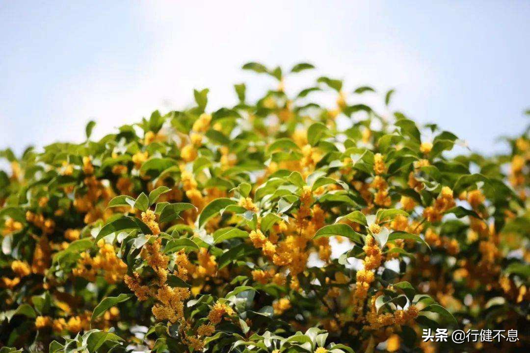 西湖荷花诗句古诗大全,荷花美景的诗句大全