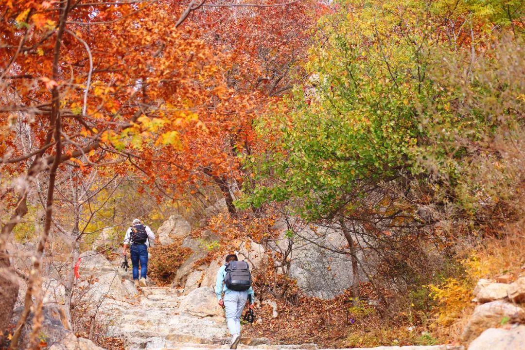 抓住秋天摘苹果,抓住秋天的尾巴赏红叶