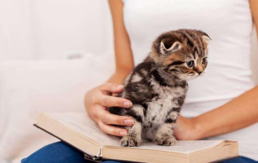 猫咪抑郁症最好的治疗方法,猫咪抑郁症自愈方法