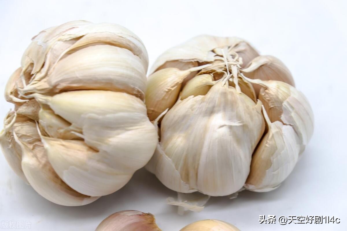 家里为啥有壁虎有啥好办法,家里有壁虎怎样彻底弄死