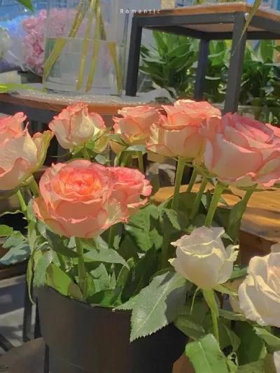 分享欲是最高的浪漫主义图片,分享欲是最高的浪漫主义长文