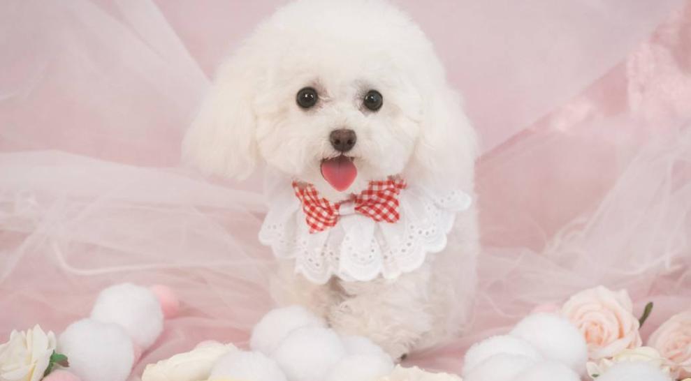 新养的幼犬泰迪吠叫怎么办,饲养泰迪犬的正确方法