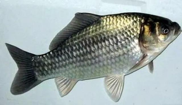 鲫鱼为什么是金黄色,金黄色鲫鱼是野生的吗
