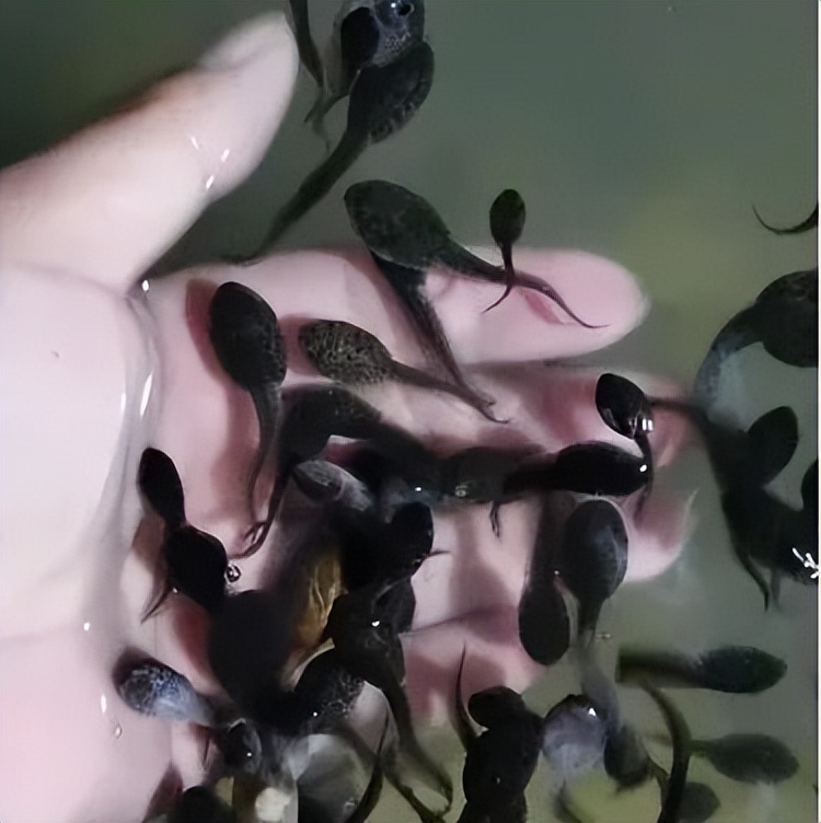 最新牛蛙养殖规模,牛蛙养殖利润分析图