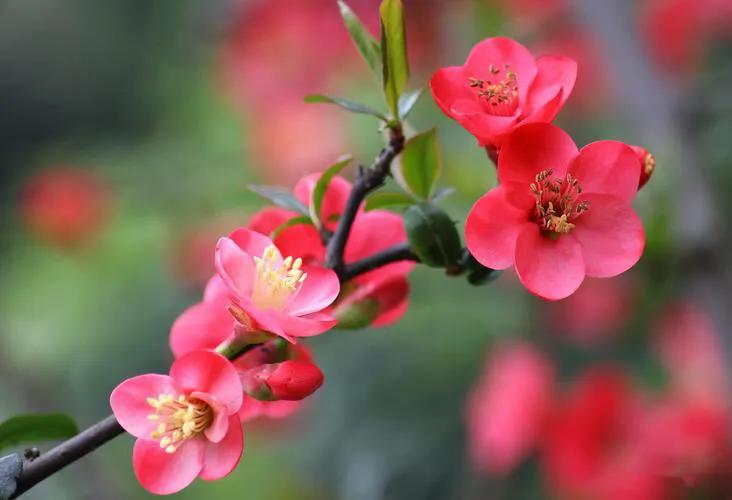 春天唯美七律,春天踏青七律