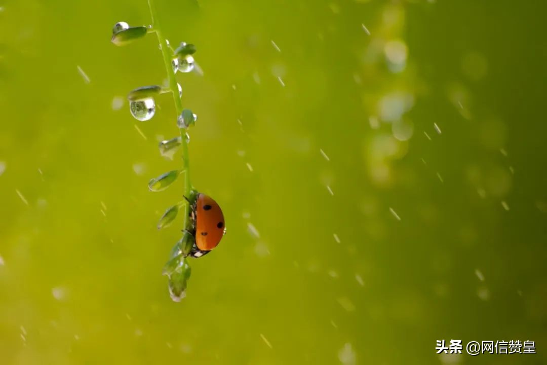 春天送你一首诗朗诵获奖名单 (春天送你一首诗亲子朗诵完整版)