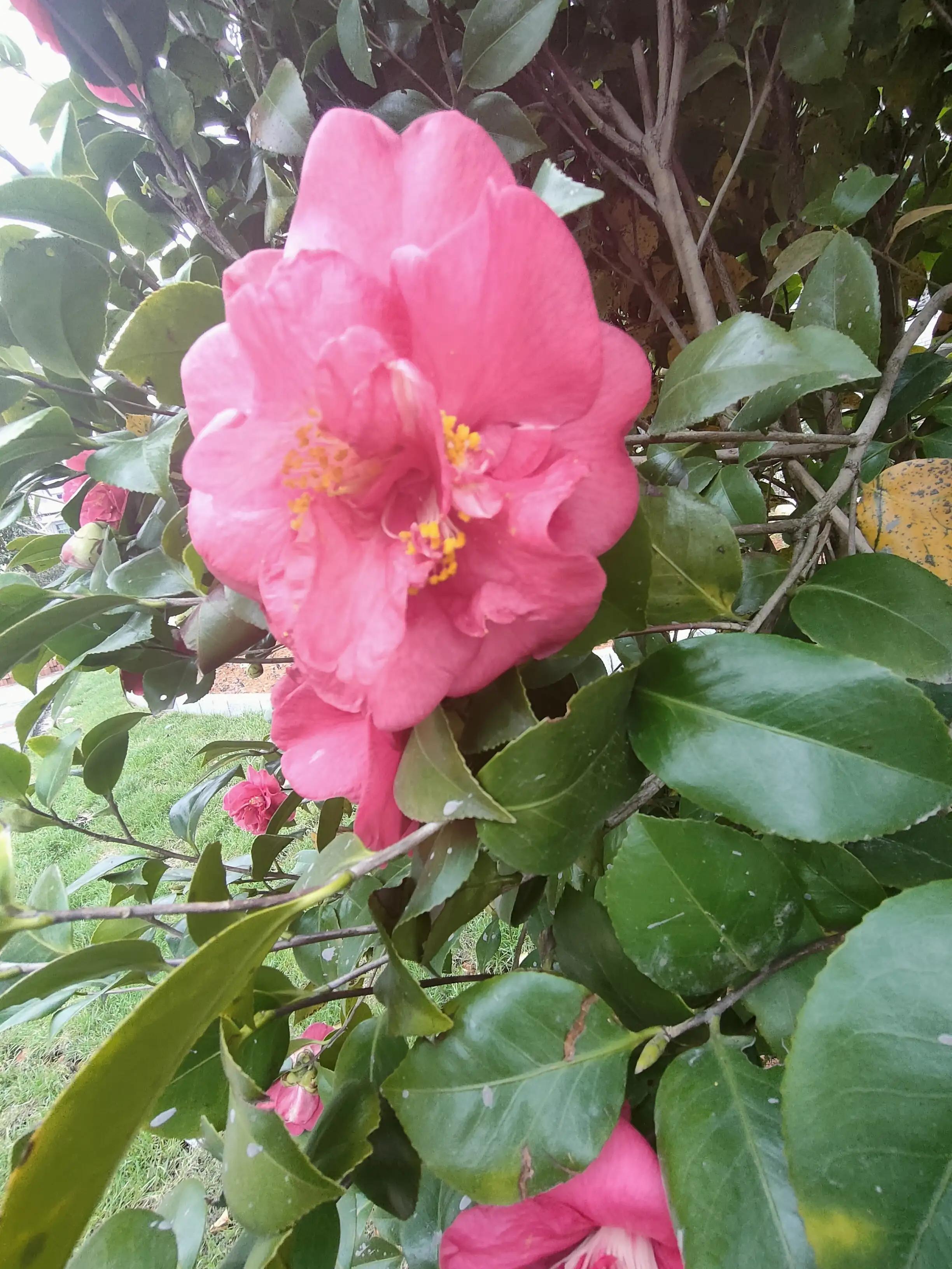 杜鹃茶花花苞蔫了是怎么回事,杜鹃茶花花苞老掉