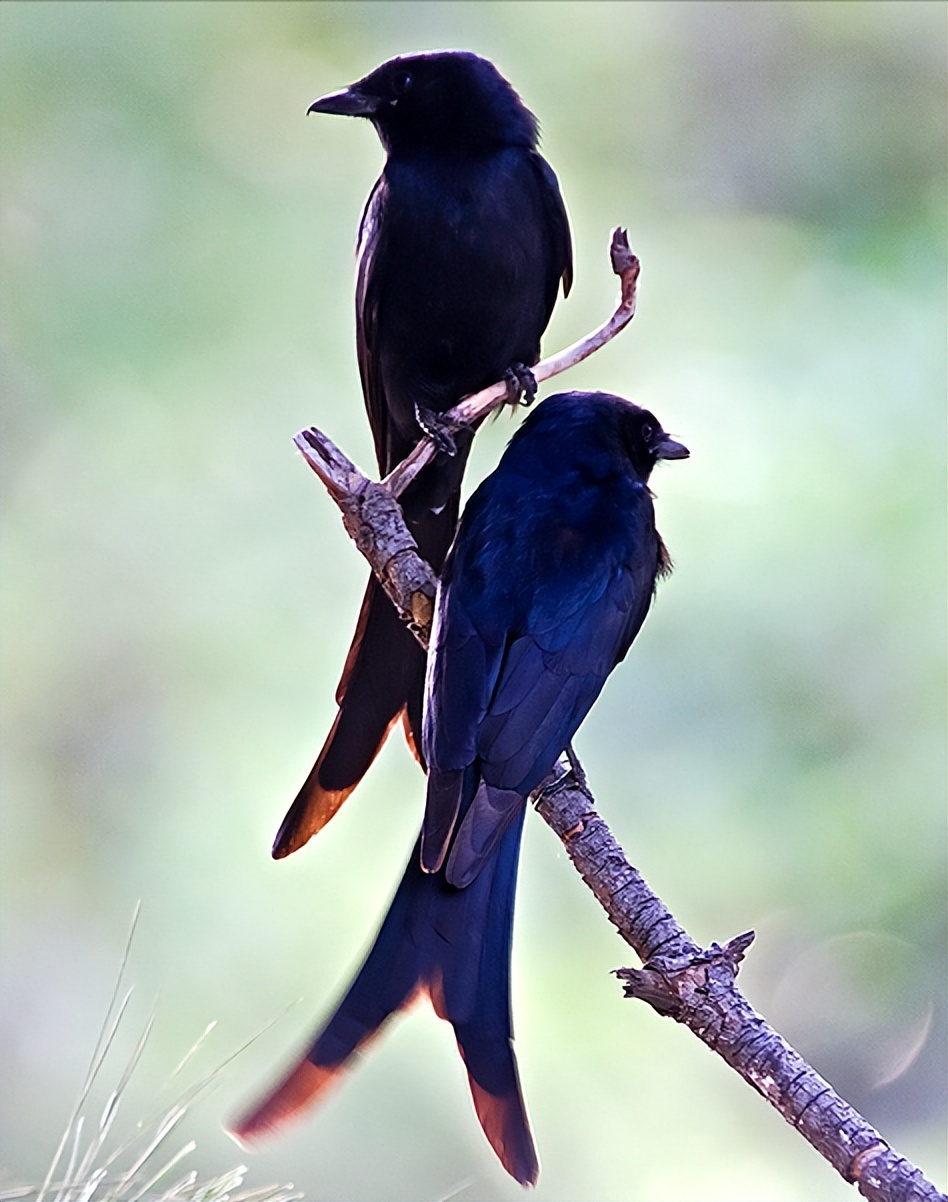 鸟儿大全高清图,高清珍稀鸟动态图片大全