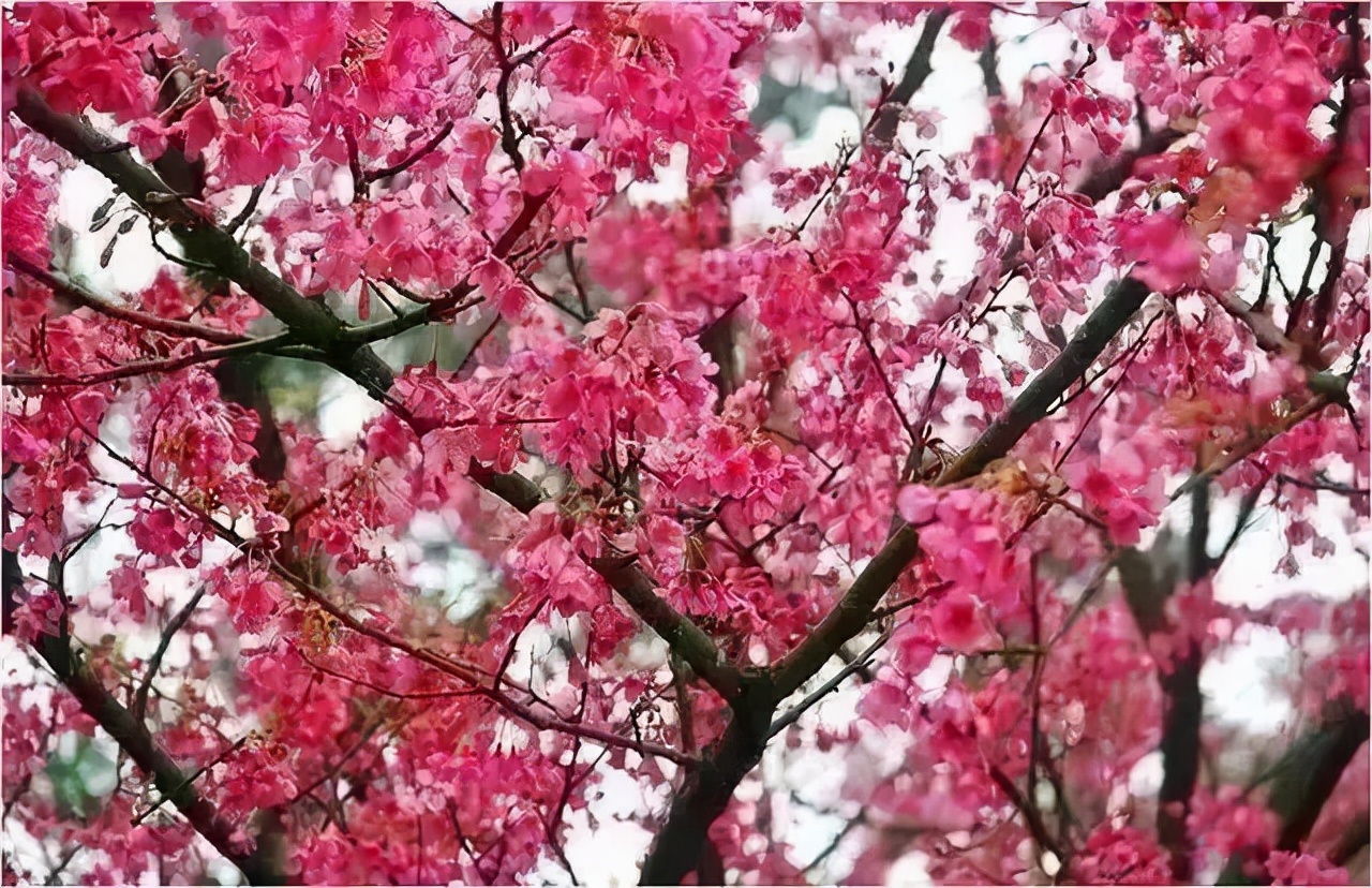 成都周边赏花烧烤一日游推荐免费,成都赏樱花露营