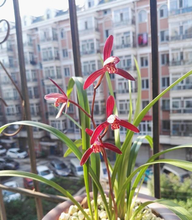 此兰花被誉为国兰第一红,最有国兰韵味的兰花