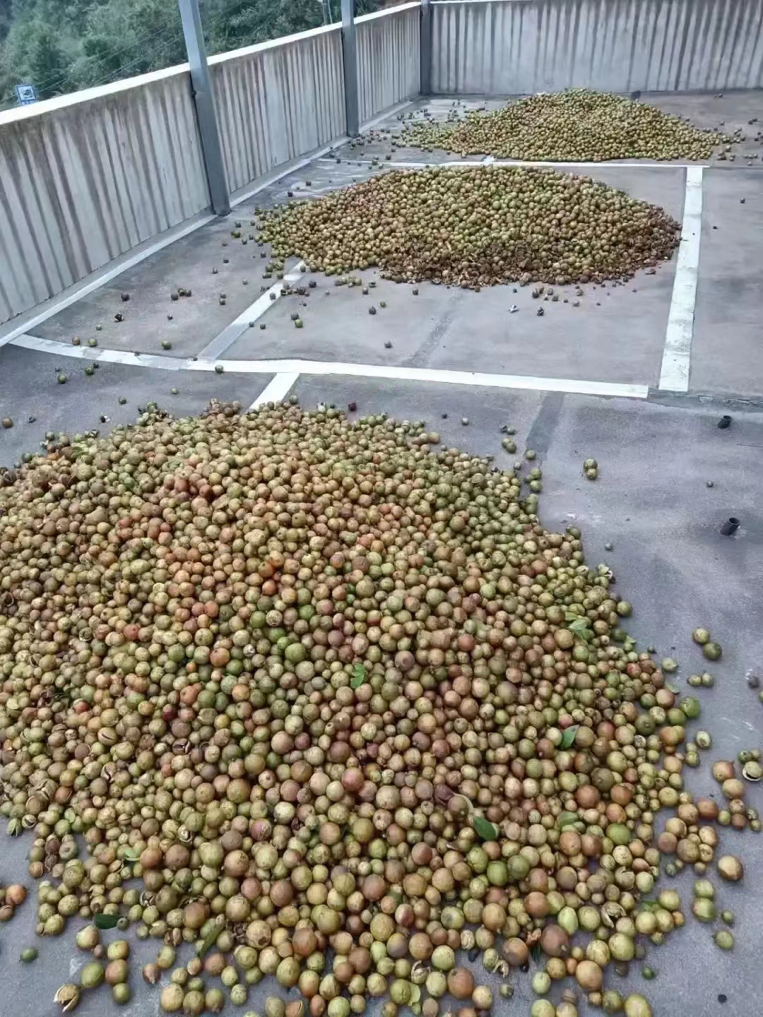 一亩地的茶树一年能收入多少钱,种一亩茶树一年的收入多少钱