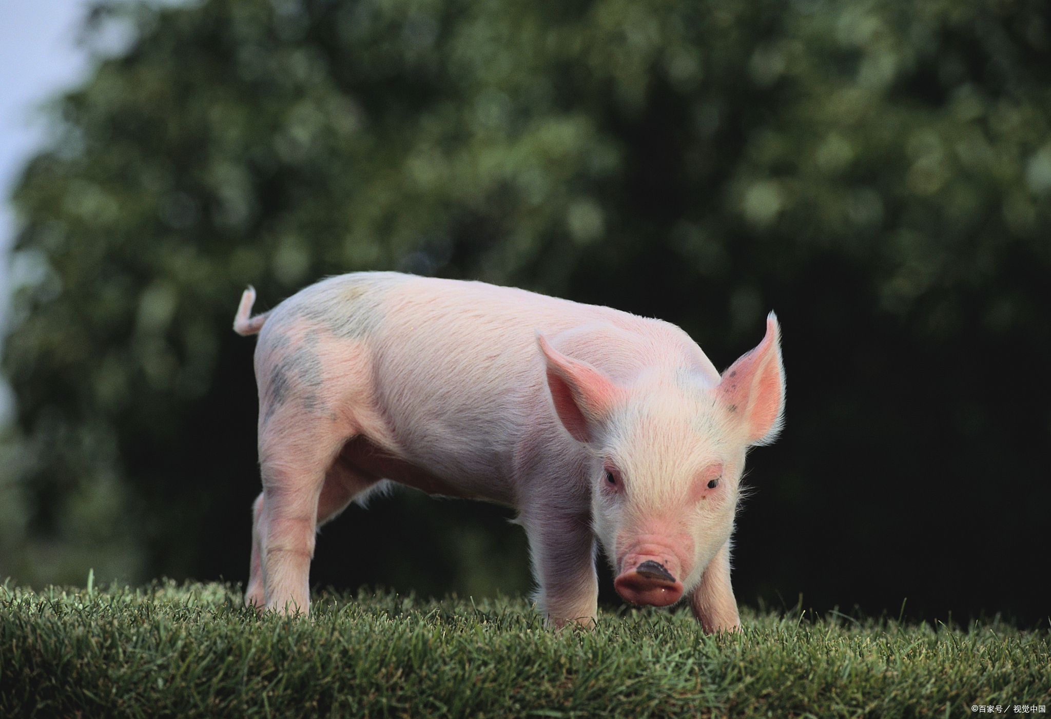 猪胀肚最快解决方法,如何让猪肚子变脆