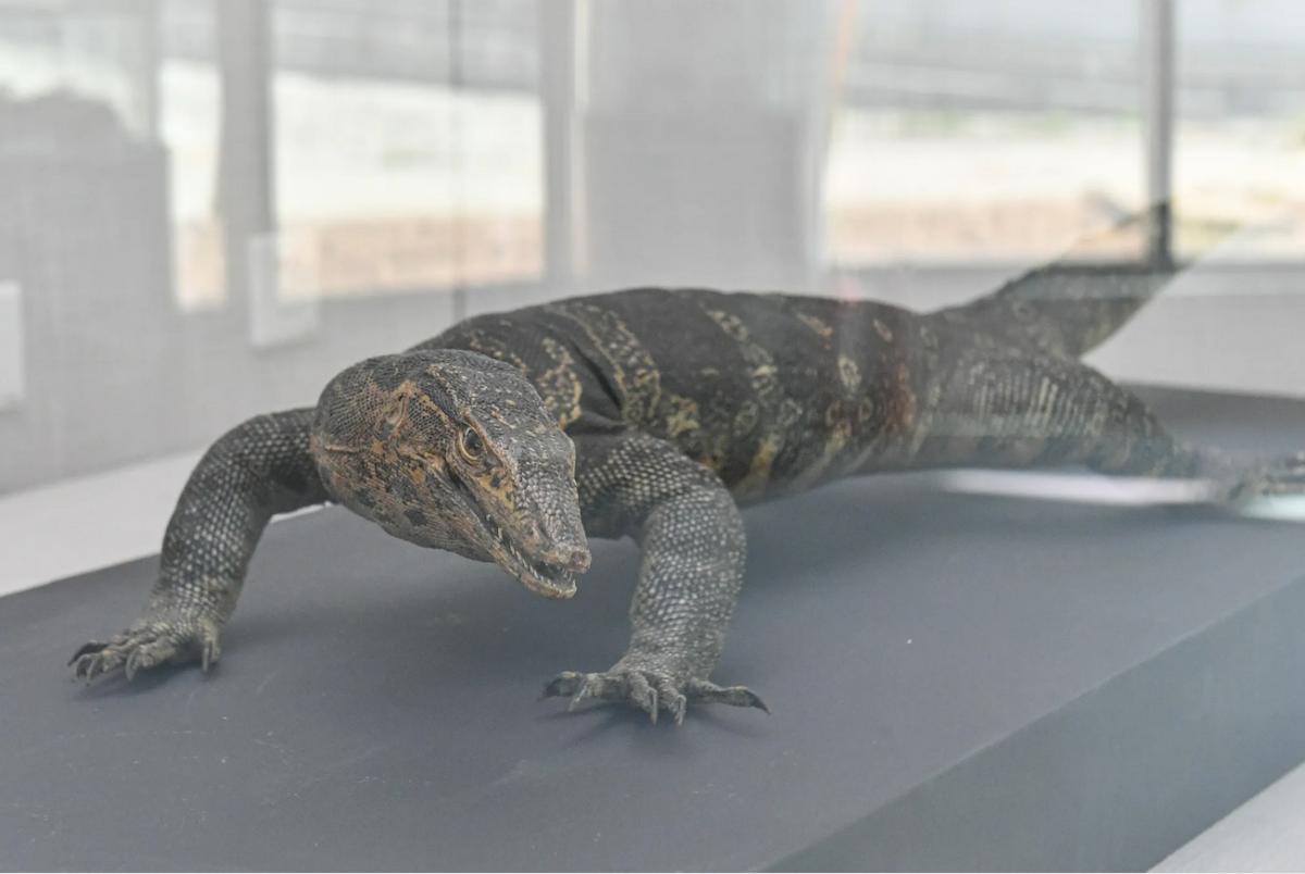 五爪金龙视频,五爪金龙现身云海