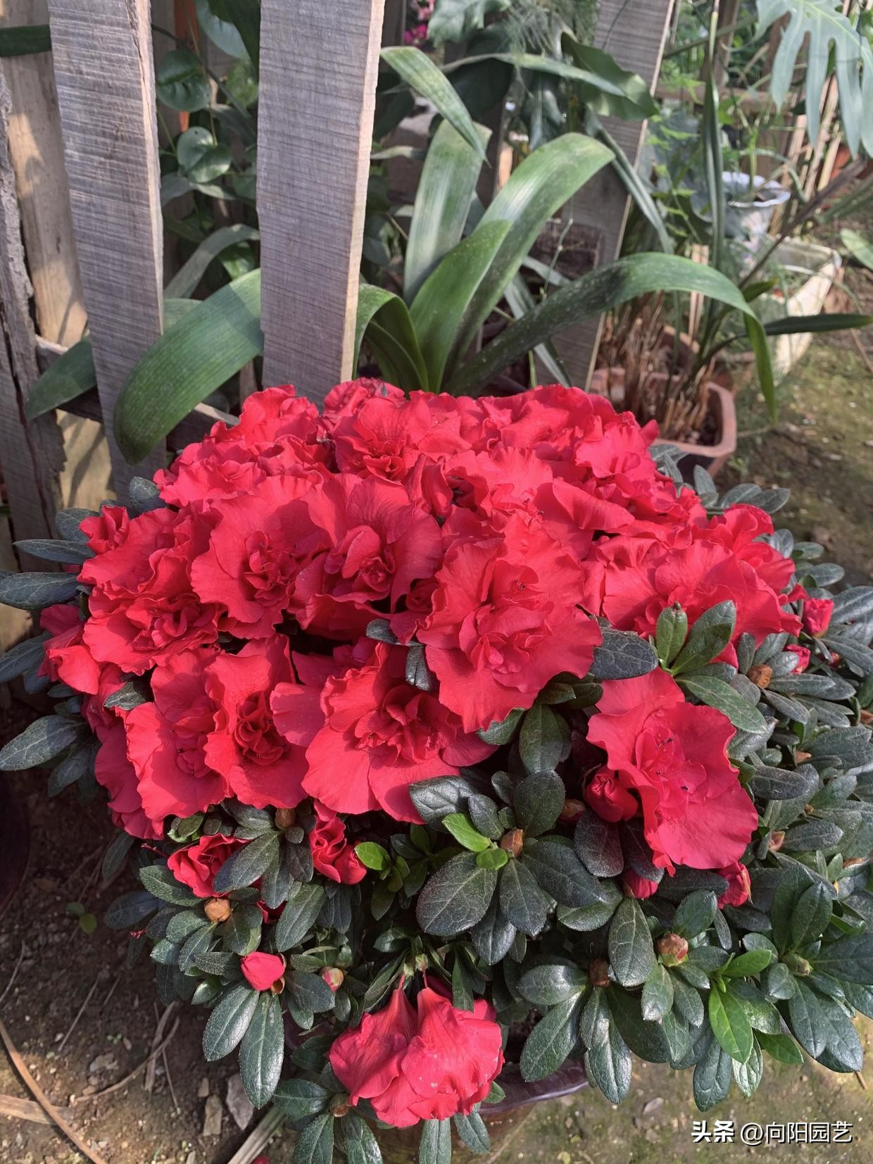 反季节栽杜鹃花,杜鹃花先别急着丢掉