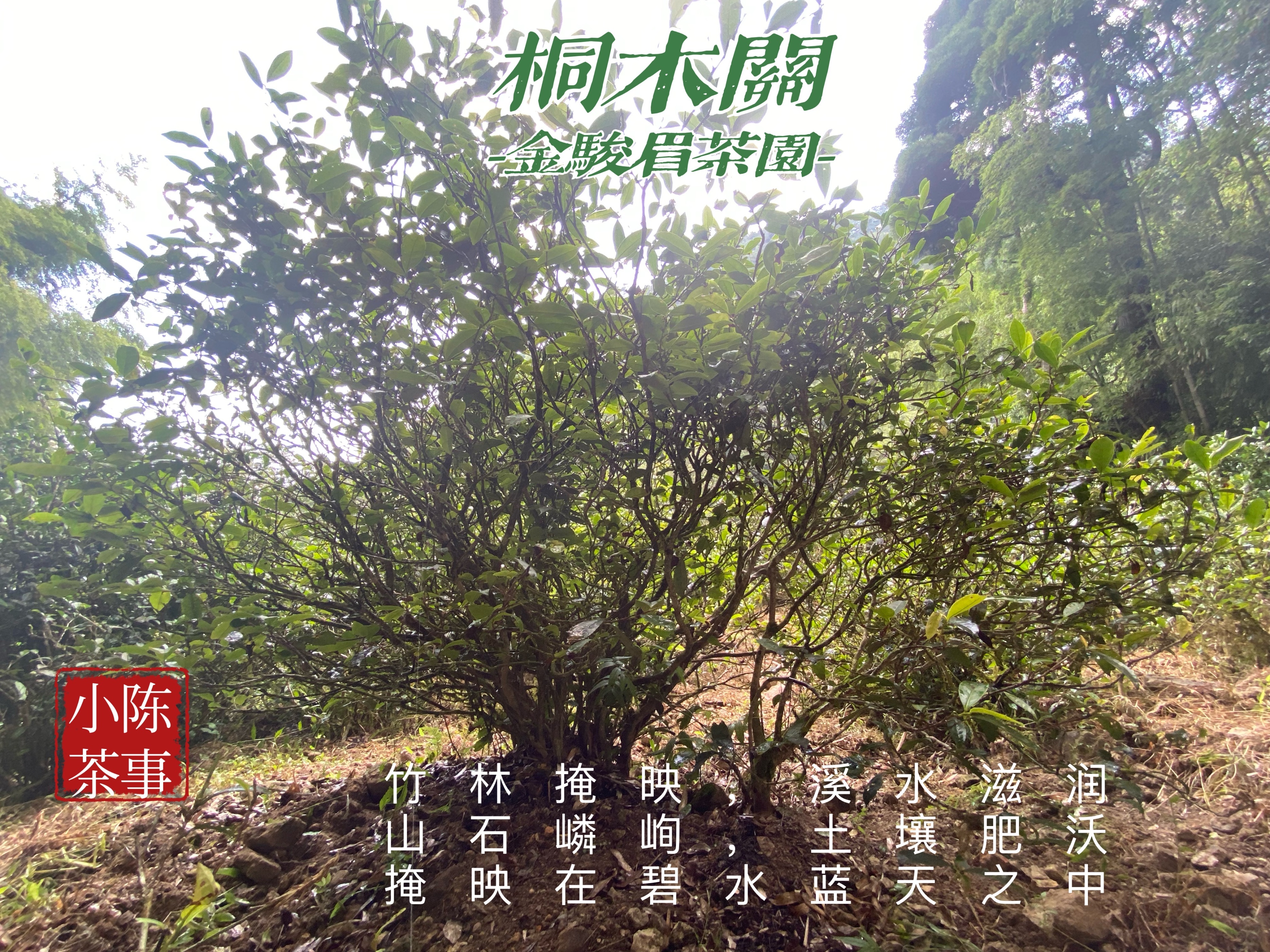 红茶金骏眉的价位,红茶金骏眉好点多少钱一斤