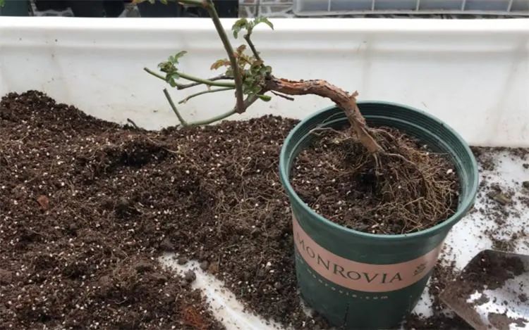 新手养花必学自制营养土,营养土田园土养花1比1可以吗