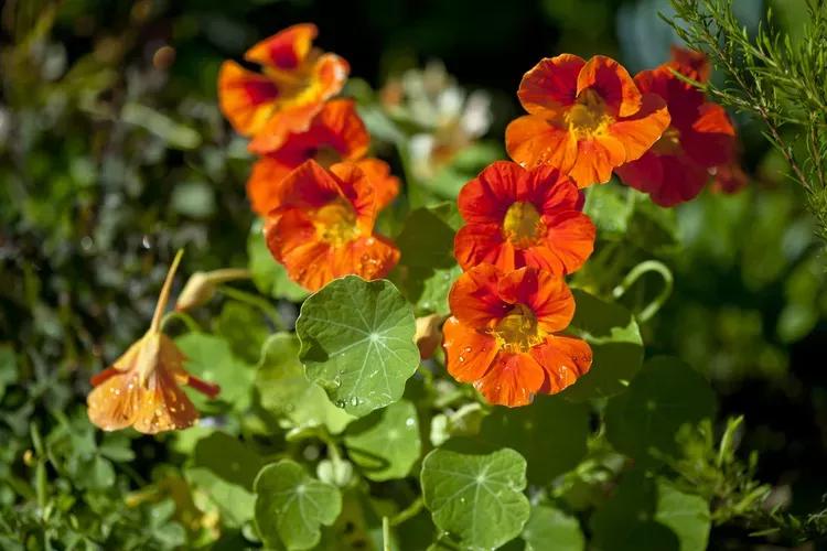 哪种食虫植物吸引苍蝇,什么植物可以驱逐蠓虫