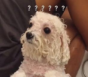 比熊睡觉做梦原因,比熊最怕的几件事