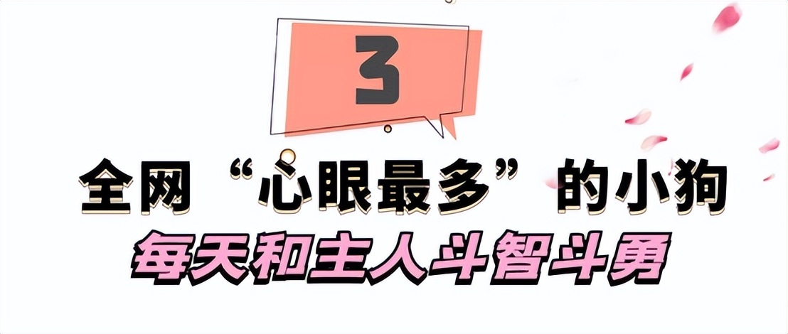 驴得水小朋友是智障猫吗,全网公认的智障猫怕水