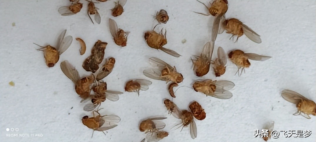 你的柑园布防果蝇未？