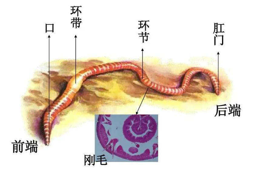 电蚯蚓为什么犯法,电蚯蚓月入过万