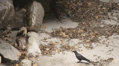 湖北出现“羌仔虎”，体型如狐外表可爱，却能单挑猴子猎杀野猪