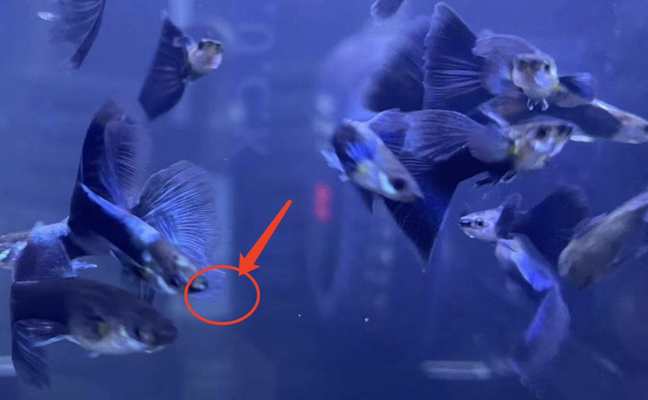 孔雀鱼白嘴是怎么回事,孔雀鱼的鱼病防治