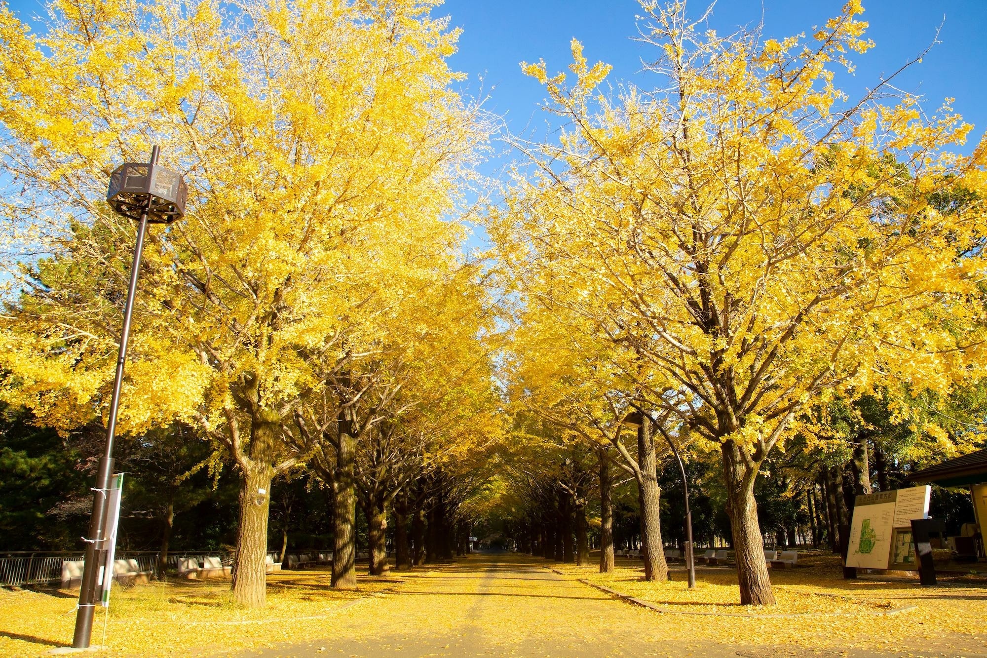 所有野生的银杏树,中国10大银杏树